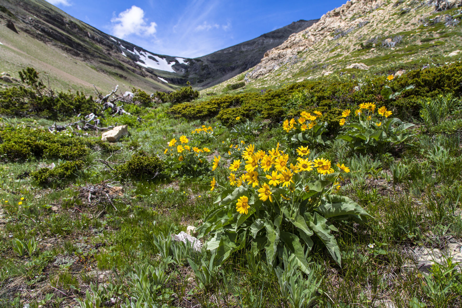 Arrowleaf Balsamroot